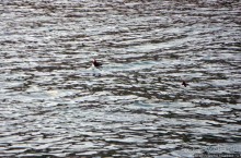 Тупики - паффины (puffin) в бухте Хусавик. Птичек...жалко