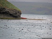 Тупики - паффины (puffin) в бухте Хусавик. Птичек...жалко