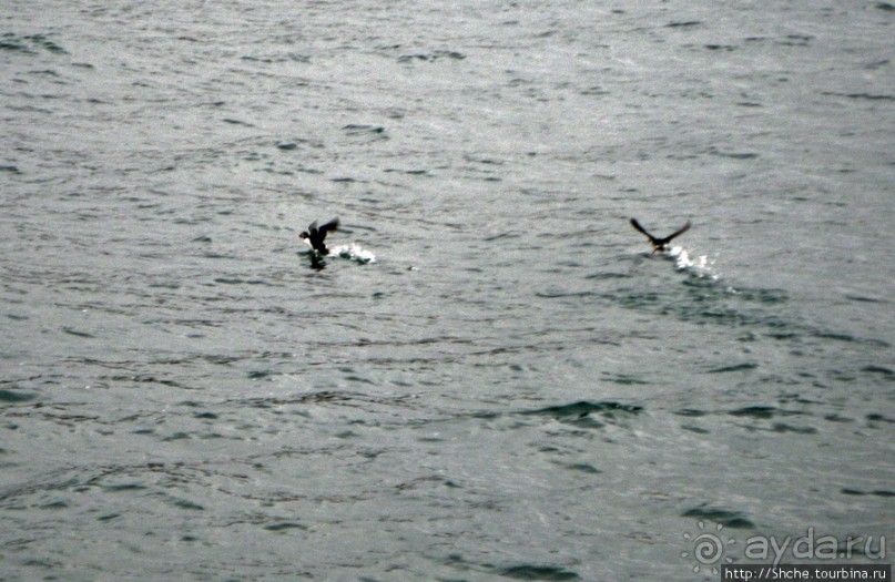 Тупики - паффины (puffin) в бухте Хусавик. Птичек...жалко