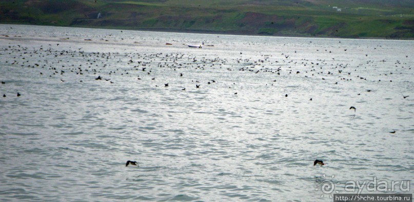 Тупики - паффины (puffin) в бухте Хусавик. Птичек...жалко