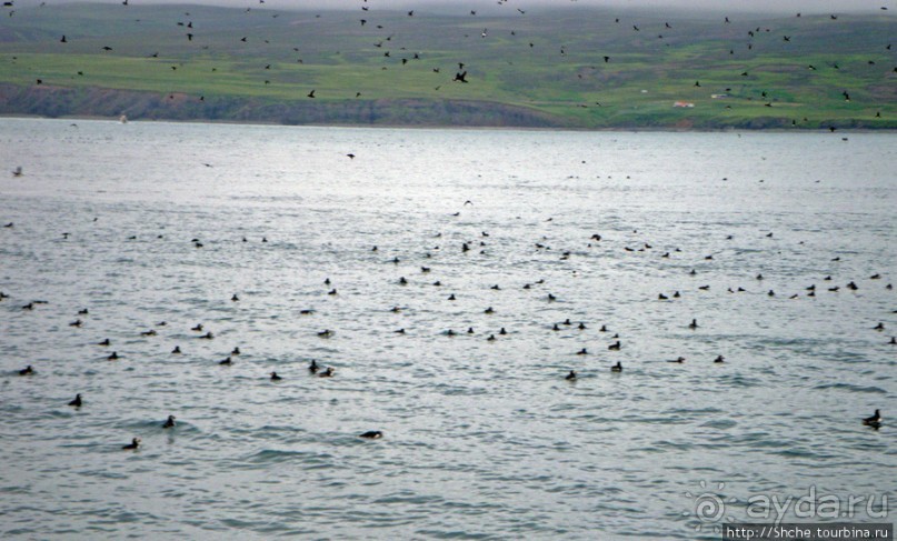 Тупики - паффины (puffin) в бухте Хусавик. Птичек...жалко