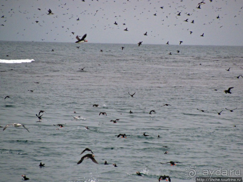 Тупики - паффины (puffin) в бухте Хусавик. Птичек...жалко