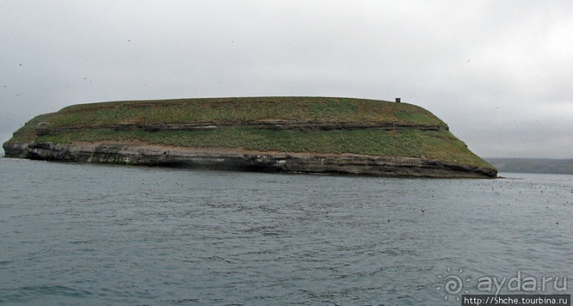 Тупики - паффины (puffin) в бухте Хусавик. Птичек...жалко