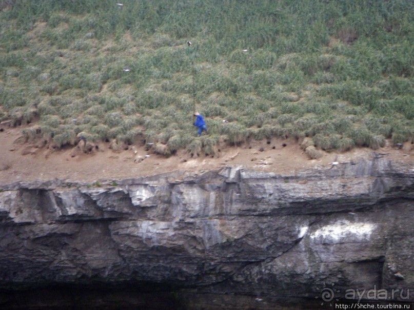 Тупики - паффины (puffin) в бухте Хусавик. Птичек...жалко