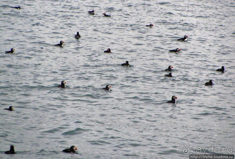 Тупики - паффины (puffin) в бухте Хусавик. Птичек...жалко