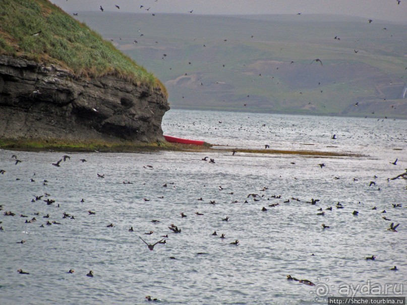 Тупики - паффины (puffin) в бухте Хусавик. Птичек...жалко