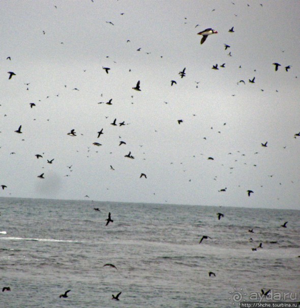 Тупики - паффины (puffin) в бухте Хусавик. Птичек...жалко