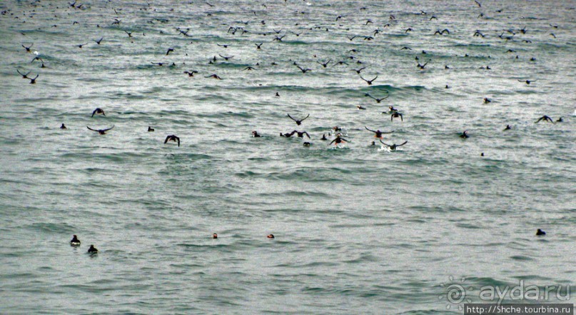 Тупики - паффины (puffin) в бухте Хусавик. Птичек...жалко