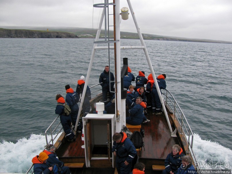 Тупики - паффины (puffin) в бухте Хусавик. Птичек...жалко