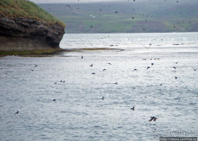 Тупики - паффины (puffin) в бухте Хусавик. Птичек...жалко