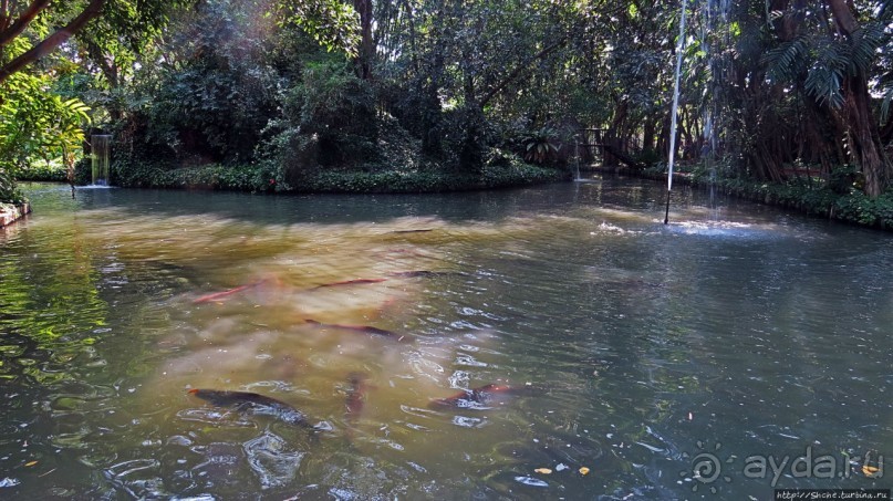 На денек из шумного Бангкока — 2 : зоопарк и яркие шоу