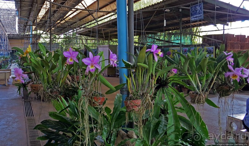 На денек из шумного Бангкока — 2 : зоопарк и яркие шоу