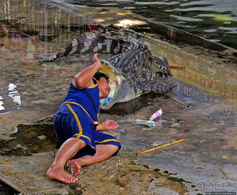 На денек из шумного Бангкока — 2 : зоопарк и яркие шоу