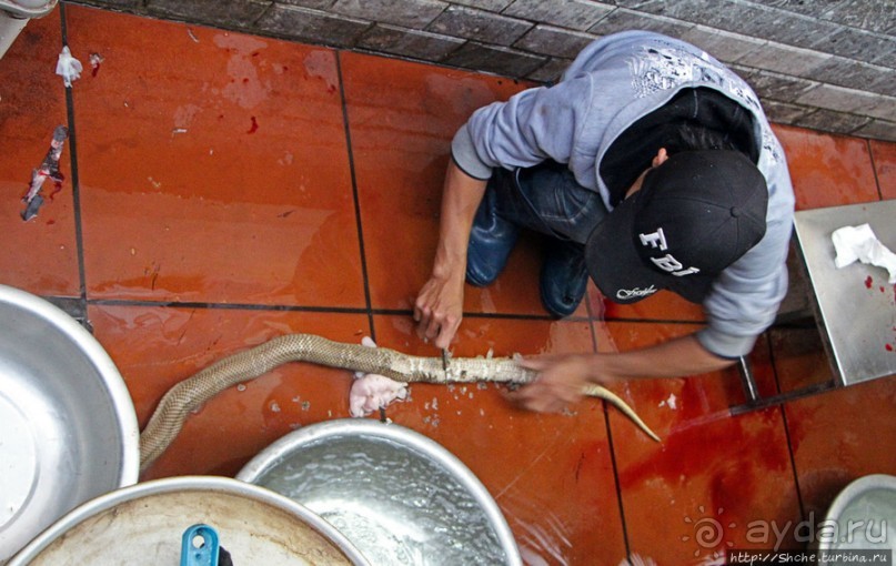 Попили кровушки кобриной, отведали мяска гадиного (18+)