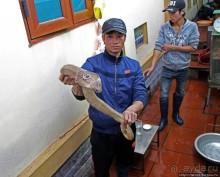 Попили кровушки кобриной, отведали мяска гадиного (18+)