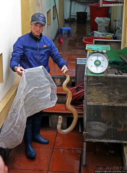 Попили кровушки кобриной, отведали мяска гадиного (18+)