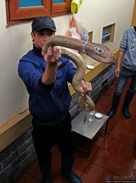 Попили кровушки кобриной, отведали мяска гадиного (18+)