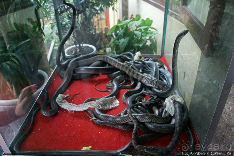 Попили кровушки кобриной, отведали мяска гадиного (18+)