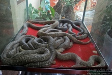 Попили кровушки кобриной, отведали мяска гадиного (18+)