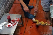 Попили кровушки кобриной, отведали мяска гадиного (18+)