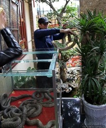 Попили кровушки кобриной, отведали мяска гадиного (18+)