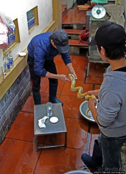 Попили кровушки кобриной, отведали мяска гадиного (18+)