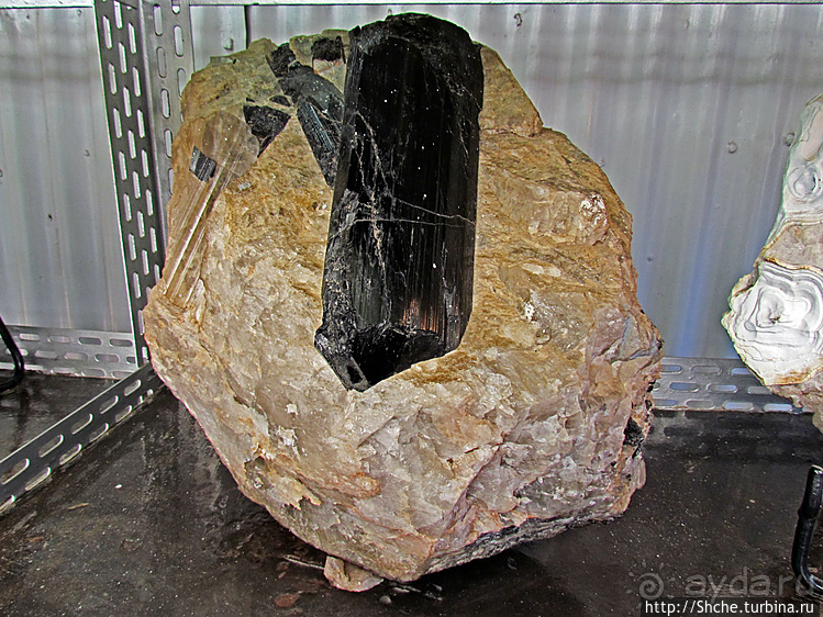 Ископаемые моллюски, камни и живые черепахи в музее камней