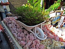 Ископаемые моллюски, камни и живые черепахи в музее камней