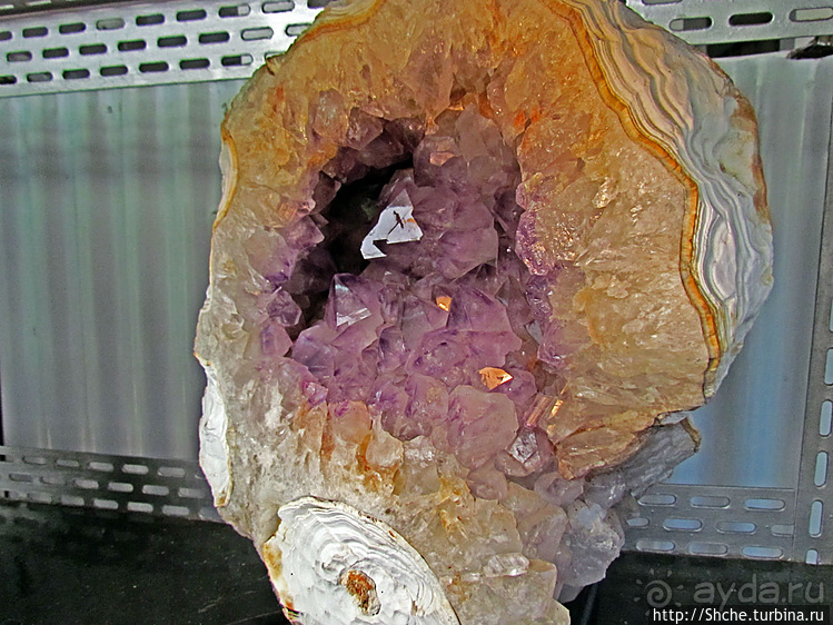 Ископаемые моллюски, камни и живые черепахи в музее камней