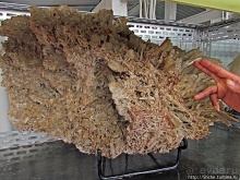 Ископаемые моллюски, камни и живые черепахи в музее камней