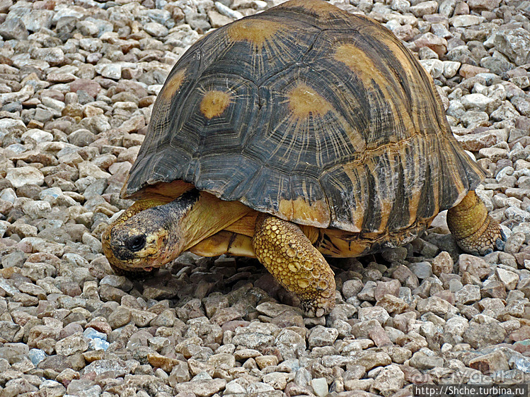 Ископаемые моллюски, камни и живые черепахи в музее камней