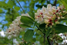 Детинец городища Васильков, а с виду просто заросший холм