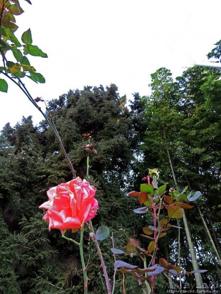 Бульвар — обнаженная набережная Батуми