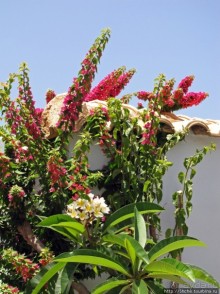 Отель " Minos Imperial" 5* - две недели тихого счастья