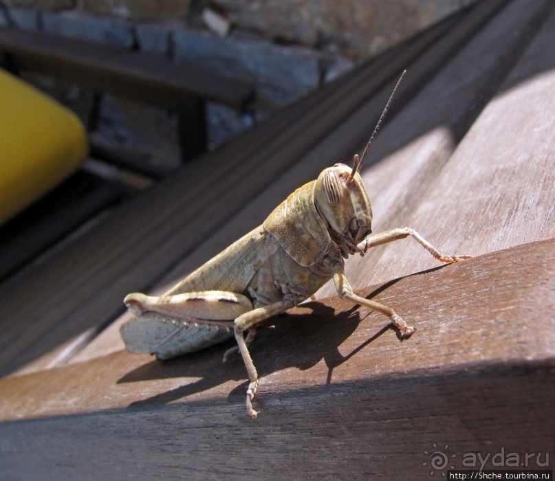 Отель " Minos Imperial" 5* - две недели тихого счастья