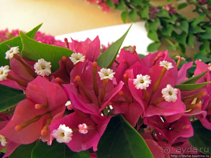 Отель " Minos Imperial" 5* - две недели тихого счастья