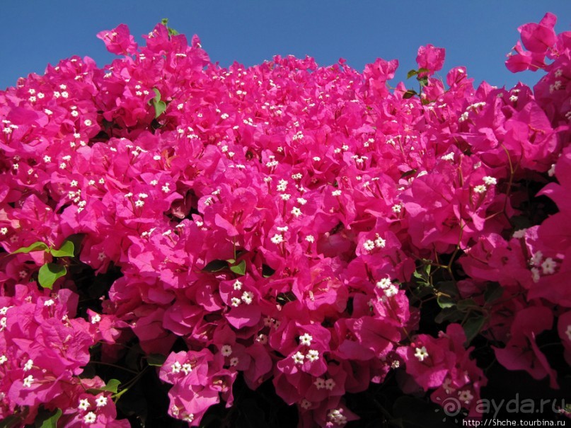 Отель " Minos Imperial" 5* - две недели тихого счастья