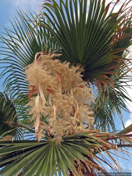 Отель " Minos Imperial" 5* - две недели тихого счастья