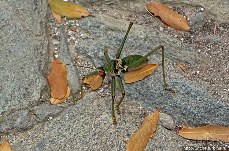 Монастырь святой Анастасии Узорешительницы (9 век)