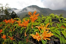 Павлины и пианино в кустах