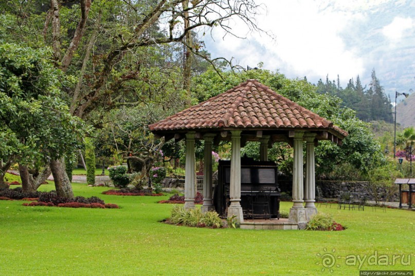 Павлины и пианино в кустах