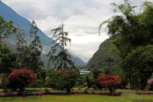 Павлины и пианино в кустах