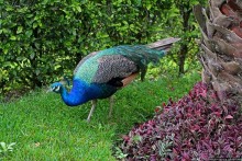 Павлины и пианино в кустах