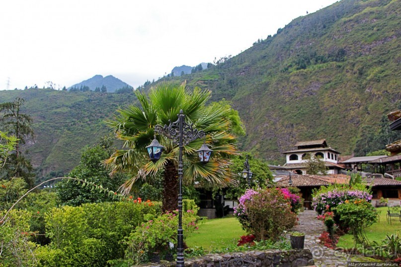 Павлины и пианино в кустах