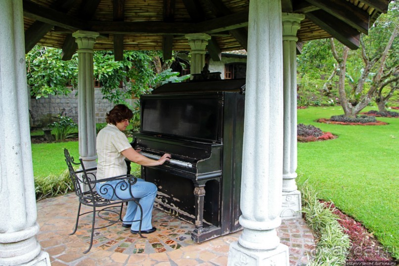 Павлины и пианино в кустах