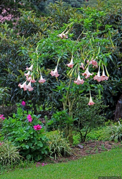 Павлины и пианино в кустах