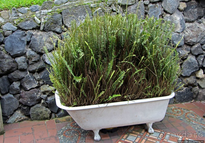 Павлины и пианино в кустах