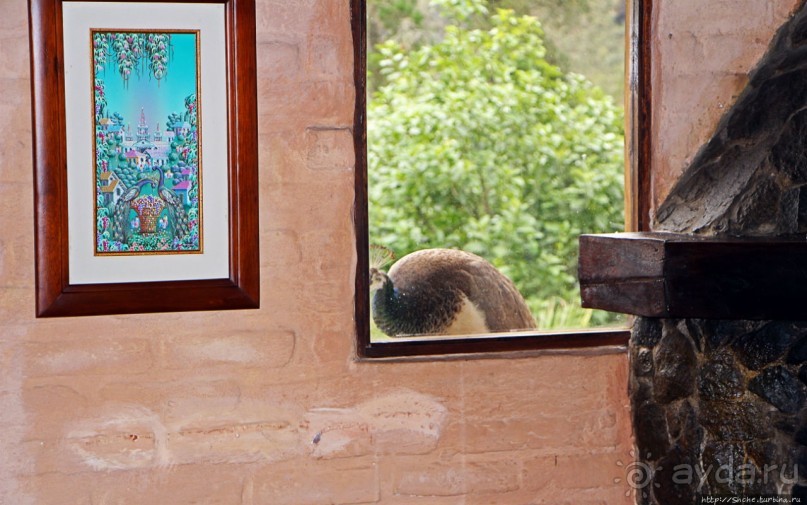 Павлины и пианино в кустах