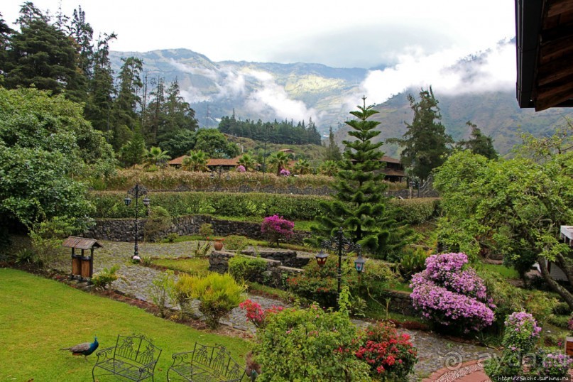 Павлины и пианино в кустах