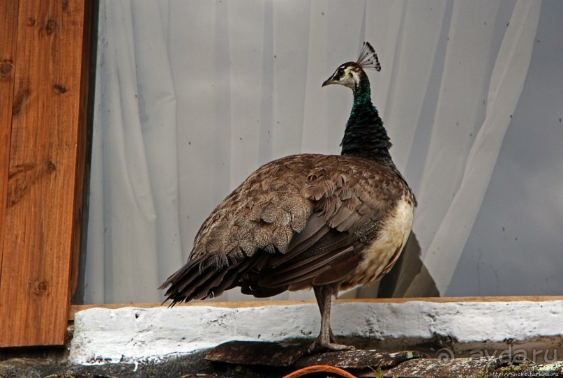 Павлины и пианино в кустах